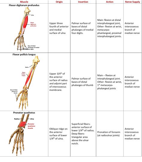 [DIAGRAM] Diagram Of Flexors - MYDIAGRAM.ONLINE