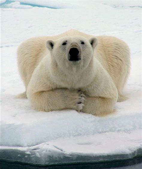 Le Saviez-Vous ?: Quelques particularités de l’ours blanc