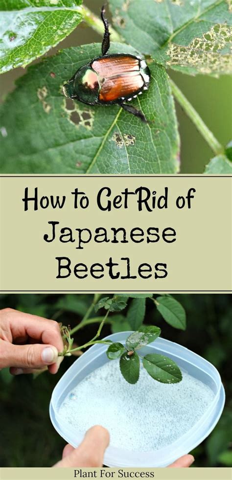 How to Get Rid of Japanese Beetles