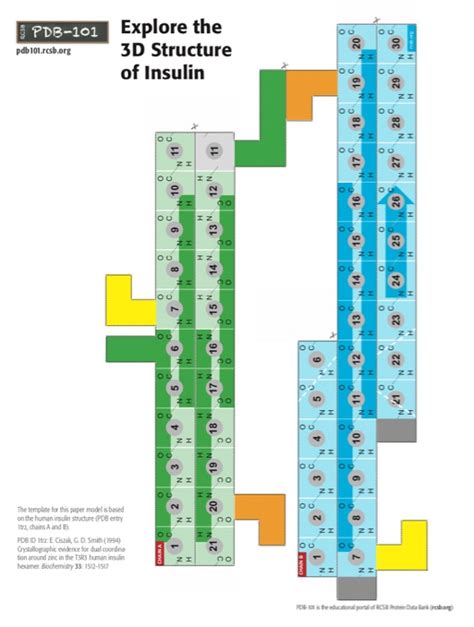 PDB-101 Explore the 3D Structure of Insulin | Chegg.com