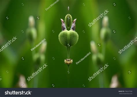 Canna Lily Seed Pods Stock Photo 790227556 | Shutterstock