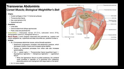 Transversus Abdominis | Structure & Function; Activation Tutorial - YouTube