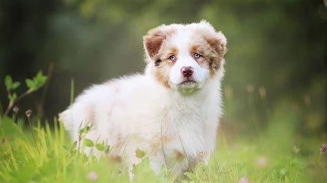 Australian Shepherd Training Guide | Our Deer