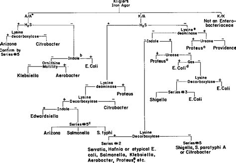 Enterobacteriaceae Flow Chart