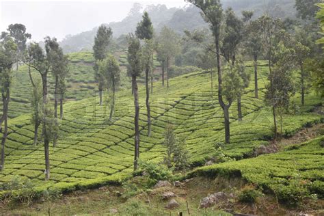 Tea Gardens in India | Stock image | Colourbox