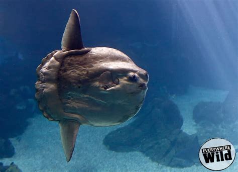 17 Amazing Ocean Sunfish Facts (Mola Mola Guide) | Everywhere Wild