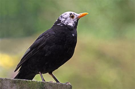 A white-headed blackbird © Walter Baxter cc-by-sa/2.0 :: Geograph Britain and Ireland