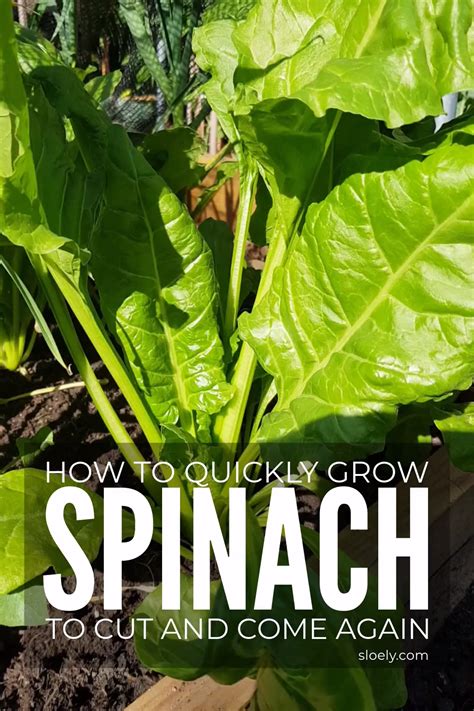 How to grow spinach tips – Artofit