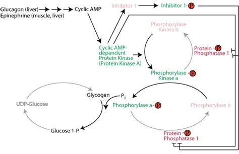 Glycogen Breakdown Pathway