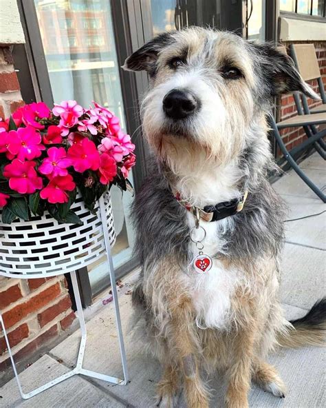 13 Unique Old English Sheepdog Mixes (With Pictures)