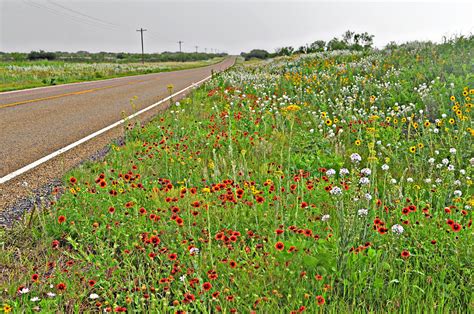 Texas Wildflowers - Wilder Good