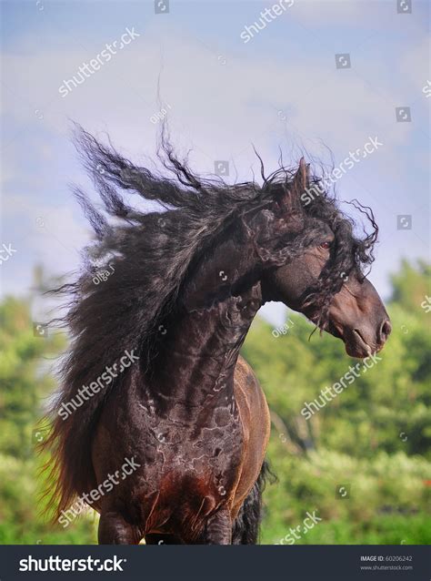 Friesian Horse Portrait Stock Photo 60206242 | Shutterstock