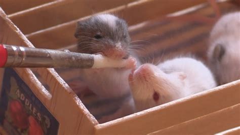 Cute Baby Mice, daytime feeding - YouTube