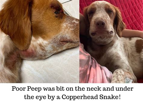 Are Copperhead Bites Fatal To Dogs