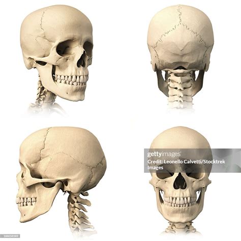 Anatomy Of Human Skull From Different Angles High-Res Vector Graphic - Getty Images