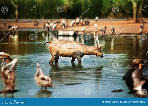 Deer stock photo. Image of environment, fall, spring - 148344358