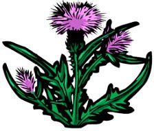 Thistle Clipart - ClipArt Best