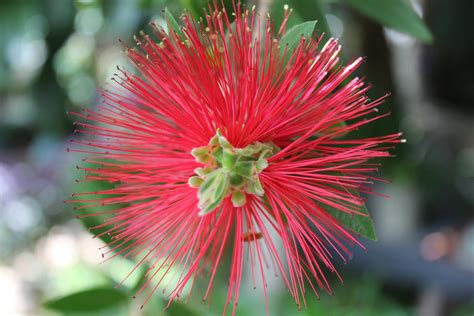 Spiky red flower by UNLx on DeviantArt