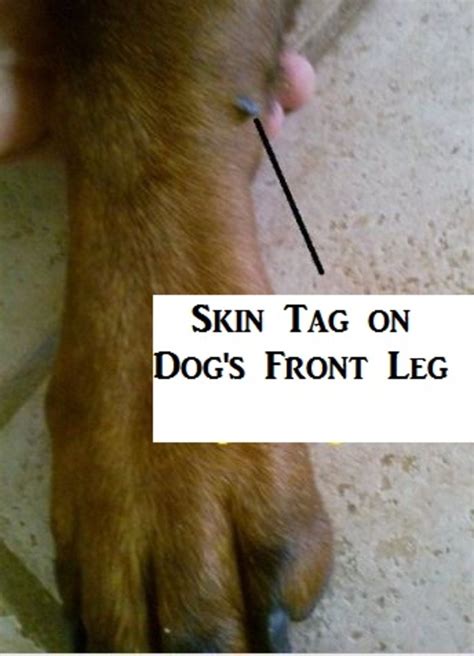 What are Skin Tags on a Dog? - Dog Discoveries