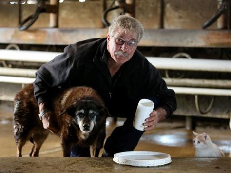 ‘World’s oldest dog’ Maggie the Kelpie dies - Lifestyle