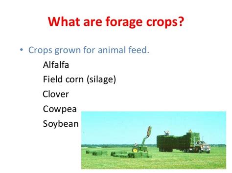 Forage crops