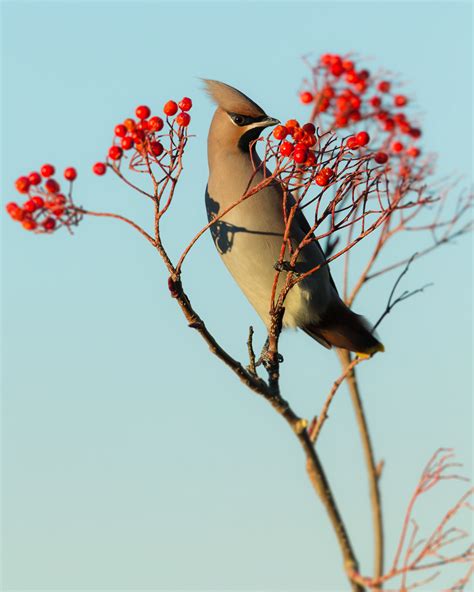 Scottish Landscape & Wildlife in Winter on Behance