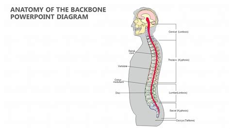 Anatomy of the Backbone PowerPoint Diagram Thoracic, Vertebrates, Human ...