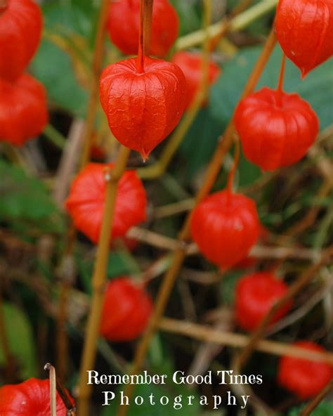 Japanese Lanterns RGTPhotos flower Orange Wall Art