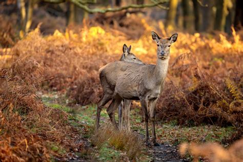 Richmond Park , London , UK, United Kingdom