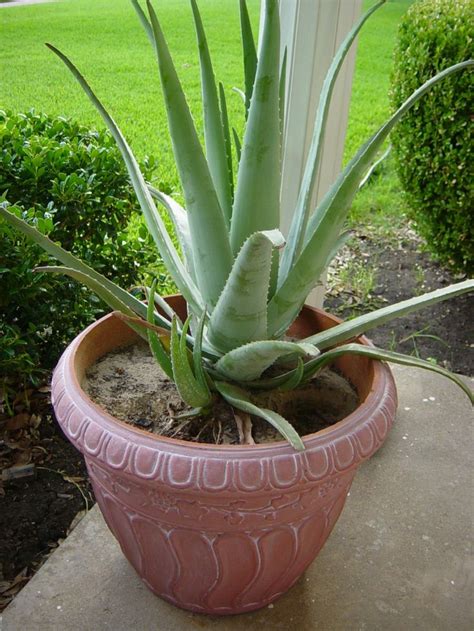 Separating aloe vera | Aloe plant, Plants, Propagating plants