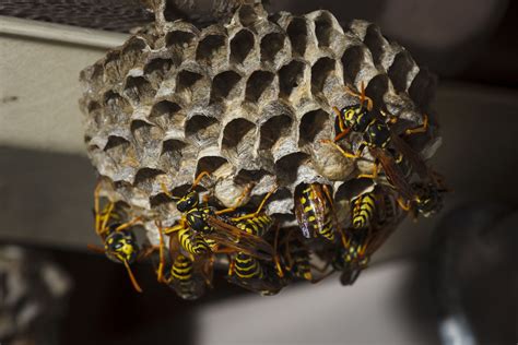 How and When to Control Paper Wasps