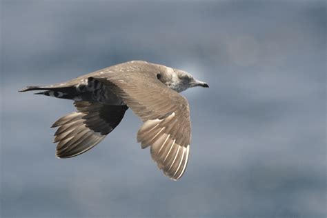 Parasitic Jaeger – Holmen Birding Safaris