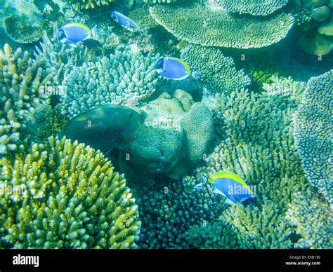 Powder blue tang fish hi-res stock photography and images - Alamy