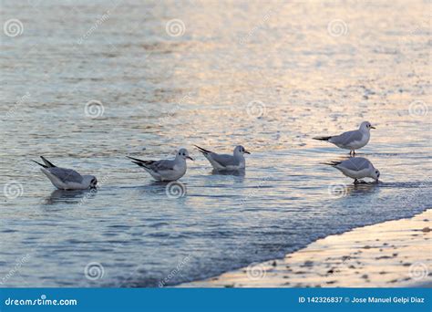 Seagulls Eating on the Shore of the Beach Stock Image - Image of eating ...