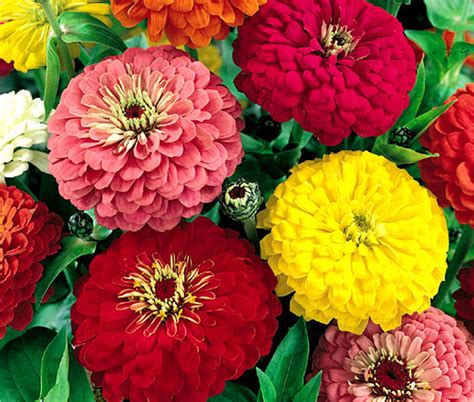 Zinnia Cactus Mix Zinnia Elegans Seeds