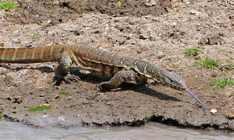 Nile Monitor (Varanus niloticus) | Monitor lizard, Monitor, Reptilia