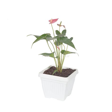 Buy Anthurium Pink Plant Online at Plants Bazar