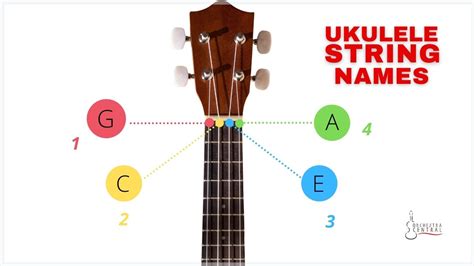 Guide to Ukulele String Names, Notes, and Numbers - Orchestra Central