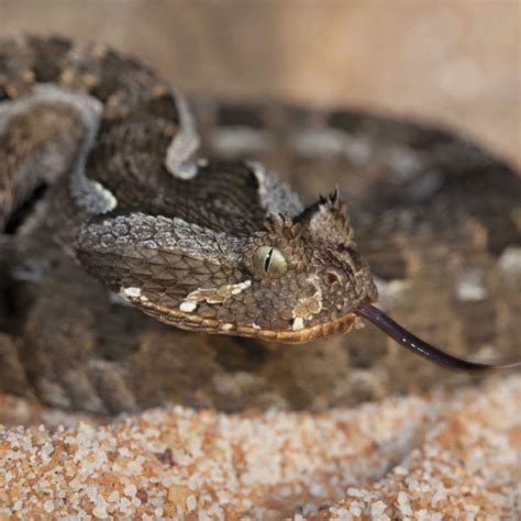 Red Adder - African Snakebite Institute