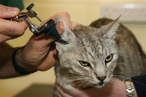 Ear mites in cats | Treatment & symptoms | Blue Cross
