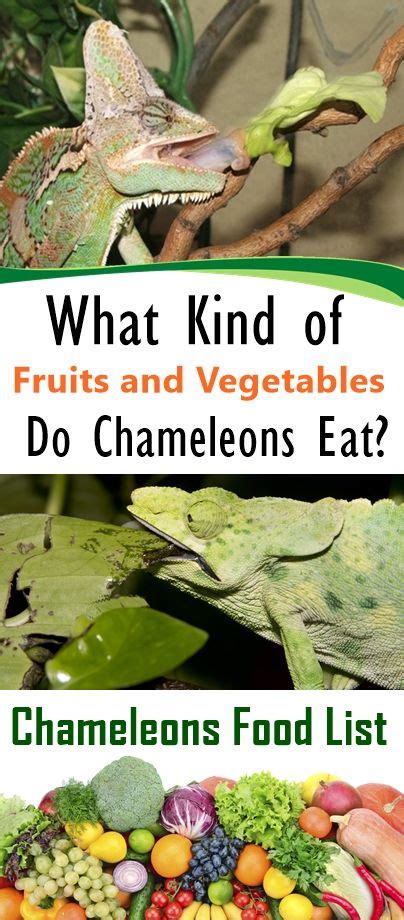 The 25+ best Chameleon care ideas on Pinterest | Veiled chameleon ...