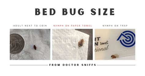 How Big Are Bed Bugs? A Quick Guide to Their Size