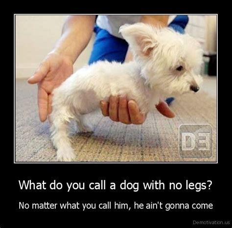 What do you call a dog with no legs?No matter what you call him, he ain't gonna comeDe ...