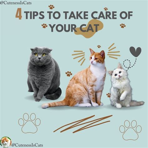 4 Tips to take care of your cat |Cat healthy-cat lover in 2024 | Cats ...