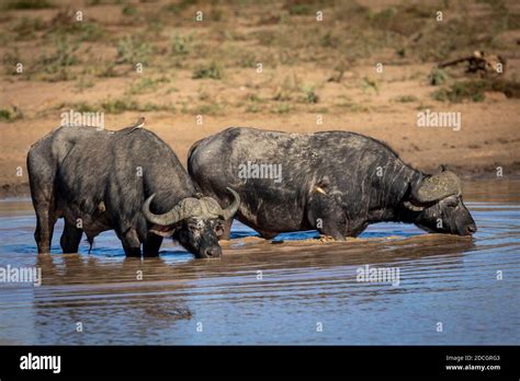 Two adult African male buffalo drinking water in Kruger Park in South ...