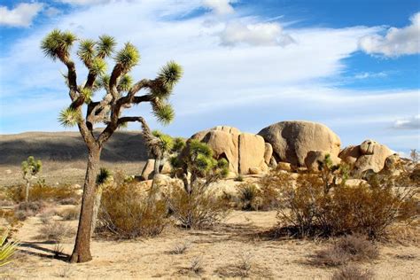 Mojave Desert Bike Tour - 6 Days | kimkim