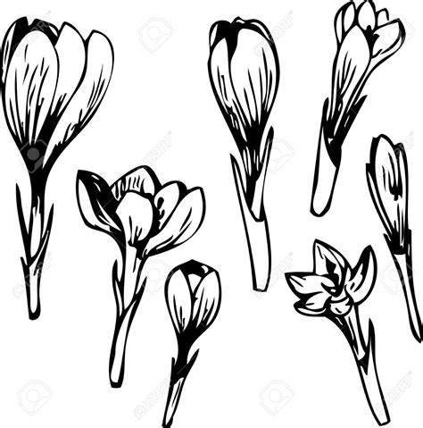 Crocus Drawing at GetDrawings | Free download