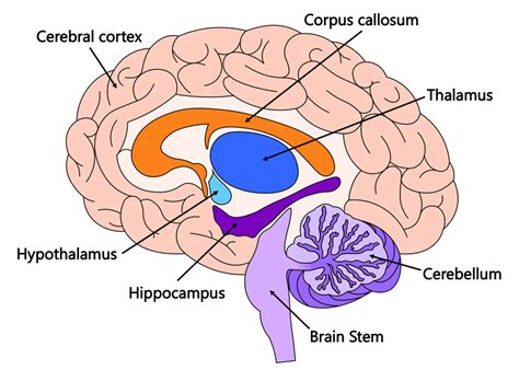 Brain Diagram Labeled Hippocampus