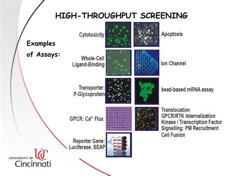 PPT - High Throughput And High Content Screening PowerPoint Presentation - ID:6686739