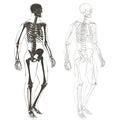 Image of skeleton body parts | CreepyHalloweenImages